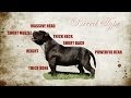 THE AMERICAN BULLY BREED TYPE