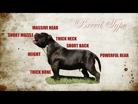 American Bully Tri Color Chart