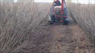 Blackcurrant Pruning - Mechanical Side Pruning of Ben Hope.