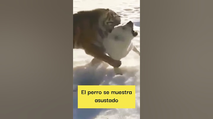 Tigre ataca a perr0