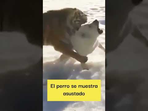 Tigre ataca a