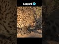 Big Cat Roar 💀🥶 #viral #animals #viralvideo #youtubeshorts