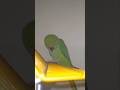#parrot #shortsfeed #talkingparot