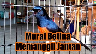 Suara Masteran Murai Batu Betina