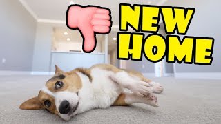 My Corgi Dog REJECTS our NEW HOME 👎|| Life After College: Ep. 627