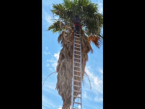 TRIMMING AN OVERGROWN PALM TREE