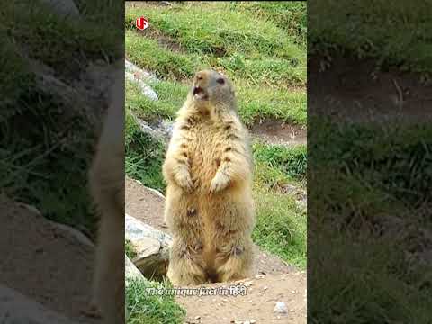 वीडियो: मर्मोट (बायबक) - एक मूल्यवान जानवर