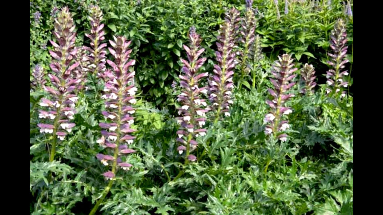 Bear’s Breeches Propagation by Root Cuttings |Easiest way to propagate