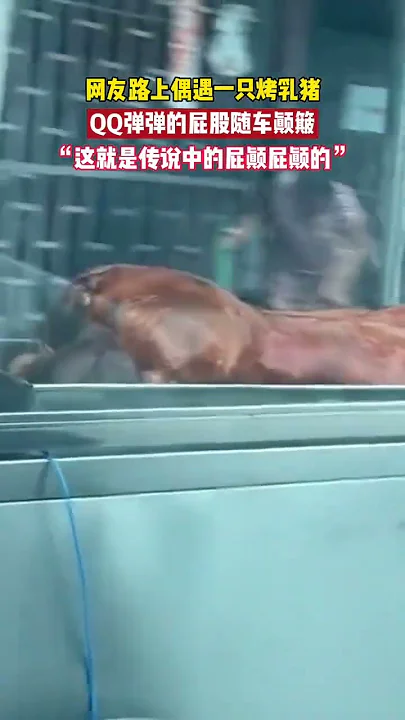 网友路上偶遇一只烤乳猪，QQ弹弹的屁股随车颠簸，这就是传说中的“屁颠屁颠的”吧！#烤乳猪 #新鲜出炉 #QQ弹弹 #太诱人了 #搞笑