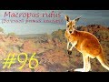 Macropus rufus (Большой рыжий кенгуру)