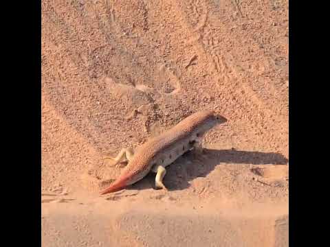 Sand Fish/Scincus Scincus/Reptiles/Dubai Desert Conservation Reserve/youtube short/info with sagar