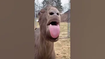 صوت التيس دق اضافه لاهنت 