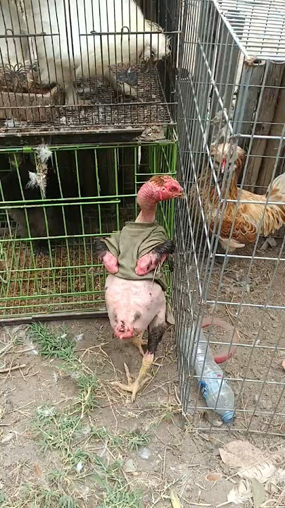 Ayam Telanjang Kini Imut Pakai Baju Lucu!