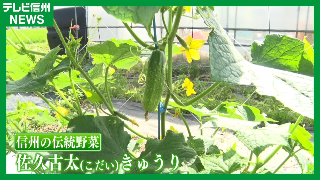 広富 フキノトウ 5キロ 朝採り A workshop on the traditional 