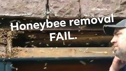 Forced Abscond Fail | Nolde Forest Honeybees | Short video