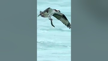 يدبر الامر من السماءِ الى الارضِ : للقارئ ( اسلام صبحي )