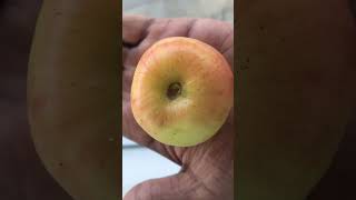 Ball Sundori Apple Kul Ball Sundori Kul Boroi Amazing Taste Of Kul Boroi