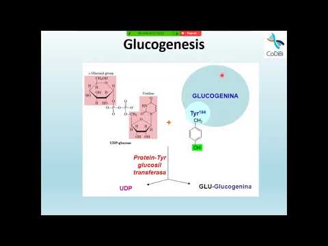 Sesión 23. Glucogenesis (Síntesis de Glucógeno)