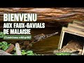 Bienvenue aux fauxgavials de malaisie  la ferme aux crocodiles  rserve tropicale 