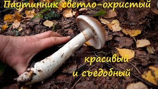 Паутинник светло охристый. Красивый.