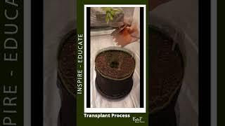 Transplant Day