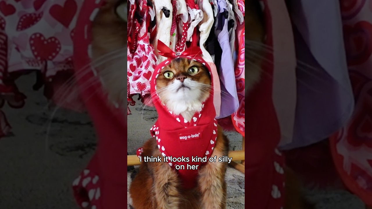 Эта кошка выглядит нелепо в своей толстовке ко Дню святого Валентина?