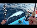 【ガチ事件】イカ狙い中に“怪物級の巨大魚”が掛かったんだが…漁協に持ってったら値段がバグってたwww