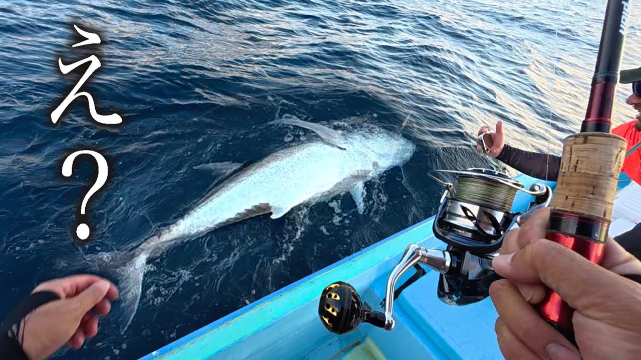 【ガチ事件】イカ狙い中に“怪物級の巨大魚”が掛かったんだが…漁協に持ってったら値段がバグってたwww