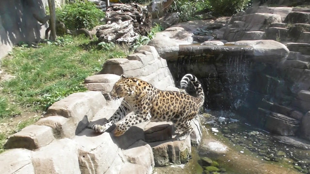 upload leopard at Colchester Zoo trying to escape 1Sep18 114p - YouTube