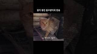 길고양이에게 겨울집을 만들어줬다 #길고양이겨울집 #길고양이 #길냥이 #겨울집