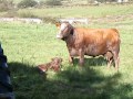 We save a cow who is calving