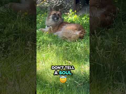 Don't tell a soul 🐶❣️ #pets #dog #shorts#fyp #viral #dog #bestie #cutedog #foryou #fyp #viral