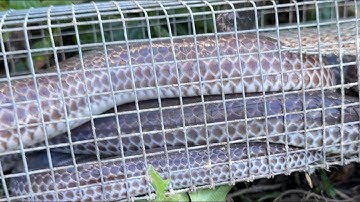 Võ Chí Tâm thăm bẫy tháng 10 là tháng rắn cặp đỉnh điểm ở Miền Tây phần 147/ Săn bắt Sông Hậu TV 