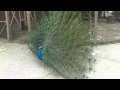 Peacock Mating Ritual Fail