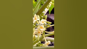 سورة الكافرون كاملة بصوت الشيخ ياسر الدوسري صوت يريح القلب