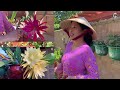 lili🇺🇸 Epiphyllum - Cùng lili Ra Vườn Ngắm Hoa Quỳnh Bự Chảng Đang Nở
