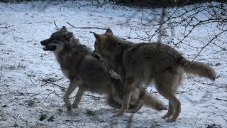 Young wolves playing around (Canis lupus)