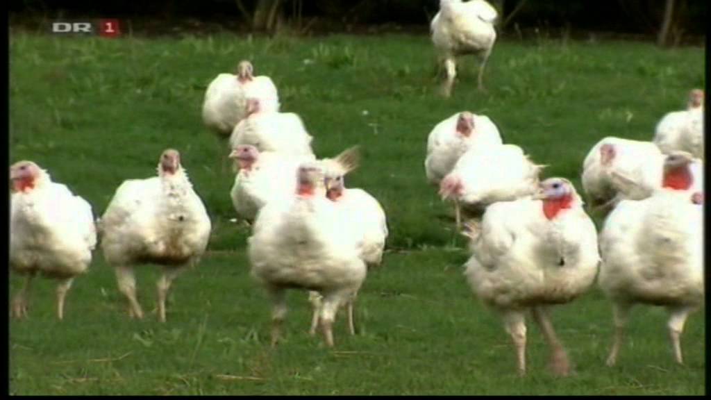 Søren Ryge præsenterer: Det bedste fjerkræ