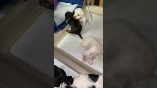 Chery/Nike pups 3 weeks old