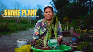 Snake Plant Care in Nepali for Beginners I Gardening Tips in Nepali for Gardeners