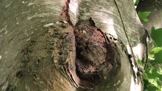 There’s a right & wrong way to prune a tree’s lower branches & why