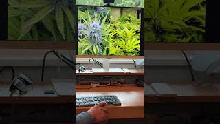 Living Soil Weed Doesn’t Suck