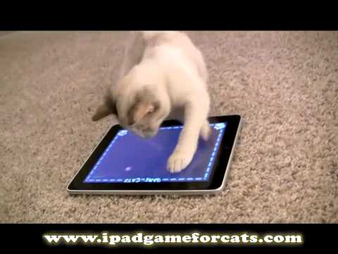 iPad Game for Cats: The World&#039;s Greatest Video Game (for cats, not humans)