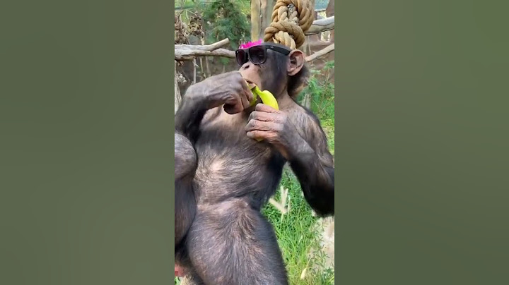 Maimuța și banana la relax.... caterinca maxima.    https://youtu.be/g8lodHdaruA