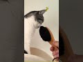 猫が喜ぶという洋服ブラシ #shorts #cat