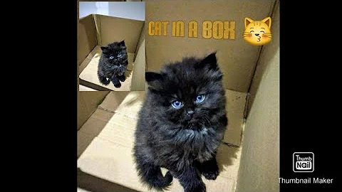 Watch the video about My Cute Black Persian kitten | funny playful kitten | Angelic doll face |