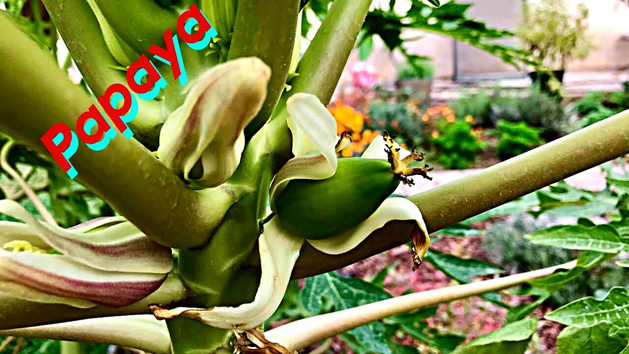 Growing Mexican Papaya Tree in California (Papaya Fruiting) YouTube