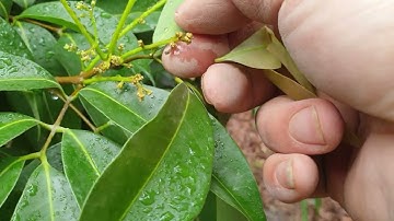 Vải Thiều Lục Ngạn Các Bác Bón Gì Khi Dang Hoa I Nui Doi Luc Ngan 98