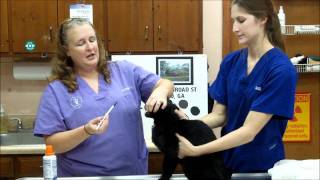 How to pill your cat; Animal Medical Center, Cairo, Ga.