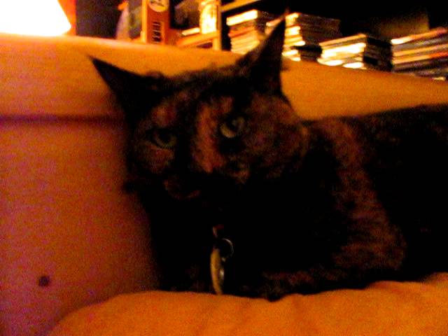 Ver Broken Leg Foster Kitten #3 en YouTube Ver Broken Leg Foster Kitten #3 en YouTube